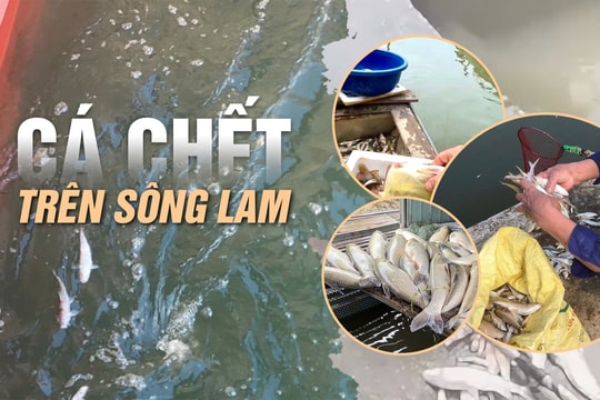 Sự cố cá chết phải được làm rõ!