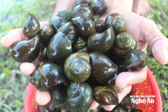 Nông dân xứ Nghệ làm mới mô hình nuôi ốc, mở hướng sinh kế bền vững