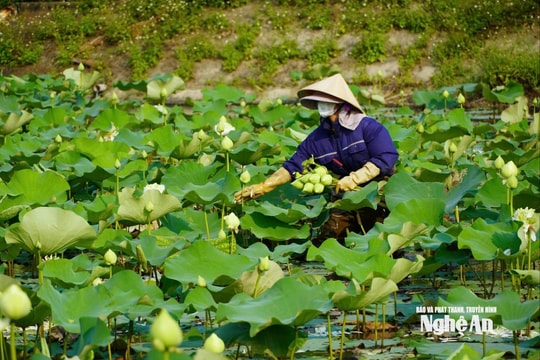 Sen Kim Liên vào vụ, nông dân có thêm nguồn thu quan trọng