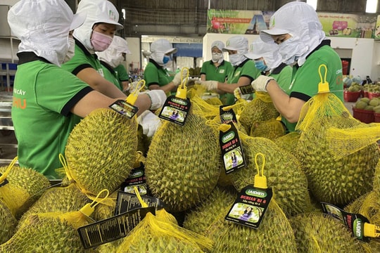 Giá sầu riêng hôm nay 11/5/2026: Cao nhất 90.000 đồng/kg