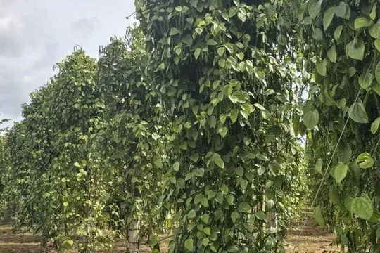 Giá tiêu hôm nay 12/5/2026: Tăng nhẹ 500 đồng