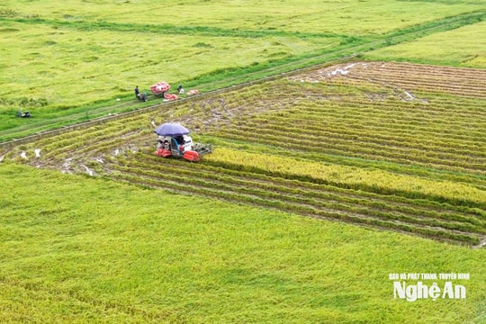 10 cánh đồng mẫu lớn ở Nghệ An: Cơ giới hóa đồng bộ, đầu ra ổn định