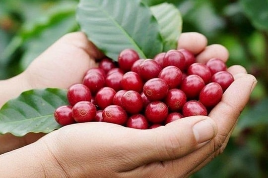 Giá cà phê hôm nay 13/5/2026: Giảm 100 đồng