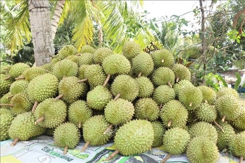 Giá sầu riêng Ri6 xuống còn 20.000 đồng mỗi kg và chiến lược siết chặt chất lượng vùng trồng