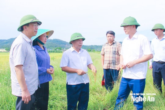 Phó Chủ tịch UBND tỉnh Nguyễn Văn Đệ kiểm tra tiến độ thu hoạch lúa vụ Xuân 2026 tại các địa phương