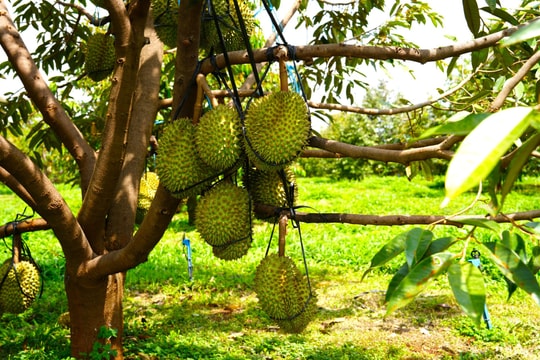 Giá sầu riêng hôm nay 18/5/2026: Ấn Độ sắp gỡ rào kiểm dịch nhập khẩu