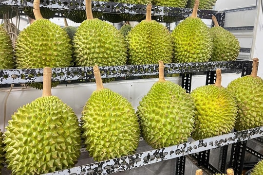 Giá sầu riêng hôm nay 19/5/2026: Thái VIP loại A 82.000-90.000 đồng/kg