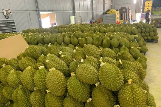 Giá sầu riêng hôm nay 20/5/2026: Tiếp tục đi ngang