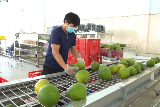Xuất khẩu chính ngạch bưởi sang Trung Quốc: Kỳ vọng sớm đạt kim ngạch tỷ USD
