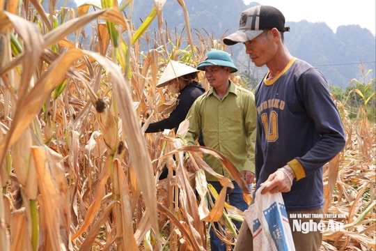 Nông dân vùng cao dám thay đổi để kinh tế không phụ thuộc "một giỏ”