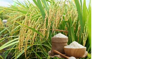 Giá lúa hôm nay 20/5: Giá lúa tươi tại Đồng bằng sông Cửu Long tăng 400 đồng/kg