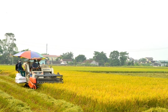 Hậu kiểm giống lúa: Giải pháp ổn định sản xuất vụ Xuân