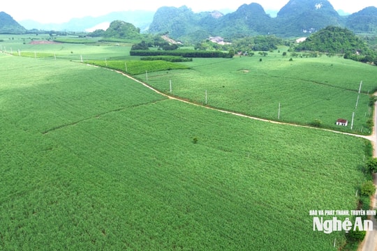 Nông dân Nghệ An 'gom ruộng' trồng mía quy mô lớn