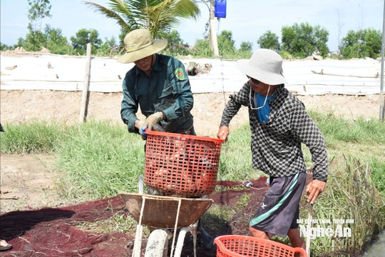 Từ trang trại bỏ hoang đến những ao cá bạc tỷ ở Minh Châu