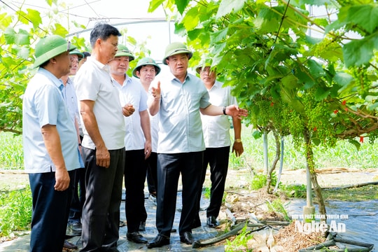 Bí thư Tỉnh ủy Nguyễn Khắc Thận thăm mô hình sản xuất, kinh doanh tại các xã Minh Hợp, Tam Hợp và Quỳ Hợp