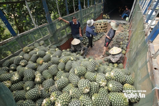 Vựa dứa Nghệ An chín rộ, giá giảm, chính quyền vào cuộc tìm đầu ra cho nông dân