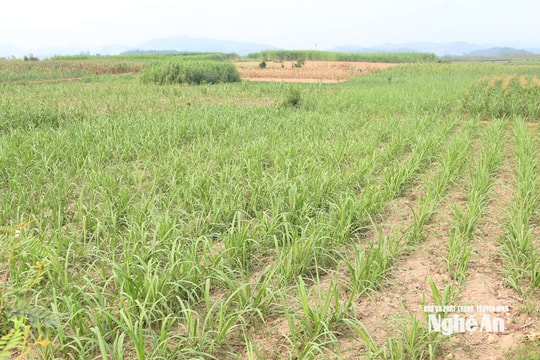 Khó chuyển đổi cây trồng trong vùng thiếu nước vụ hè thu