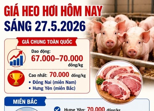 Giá heo hơi hôm nay 27.5.2026: Đồng Nai và Hưng Yên neo ở mức 70.000 đồng/kg
