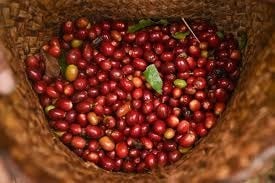 Giá cà phê hôm nay 5/6/2026 giảm sâu tại Tây Nguyên, arabica xuống đáy 19 tháng