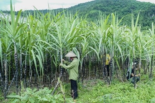 Bộ Công Thương gia hạn thuế chống bán phá giá đường mía Thái Lan thêm 5 năm đến 2031