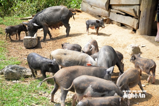 Giá lợn đen miền Tây Nghệ An lập đỉnh 220.000 đồng/kg