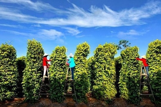 Cập nhật giá tiêu hôm nay 9/6/2026: Thị trường ổn định trong nước, thế giới đi ngang