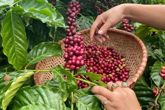 Giá cà phê hôm nay 9/6/2026 giảm nhẹ trong nước, thế giới chịu áp lực từ Brazil