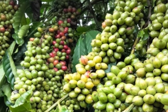 Giá cà phê hôm nay 10/6/2026: Nội địa đứng vững dù thị trường quốc tế giảm mạnh