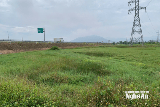 Nhiều diện tích ruộng ở Tân Châu bỏ hoang