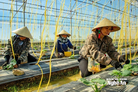 Nông dân Nghệ An: Chủ động chuyển đổi số, chuyển đổi xanh
