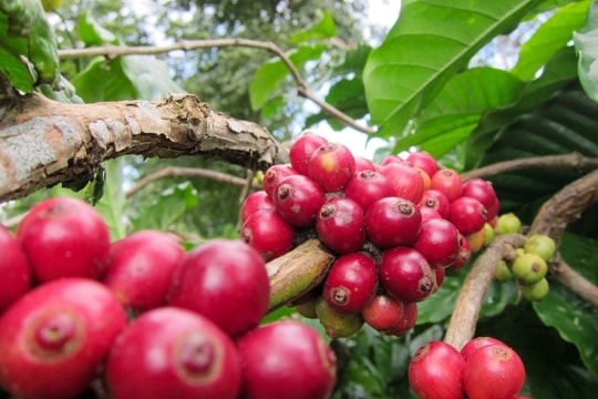 Giá cà phê hôm nay 15/6/2026: Robusta tăng gần 4%, Tây Nguyên giữ giá cao