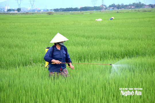 Nghệ An ban hành Đề án phát triển cây con chủ lực gắn với chế biến, bảo quản