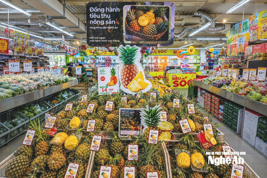 Nafoods đồng hành cùng nông dân Nghệ An tiêu thụ hơn 1.000 tấn dứa