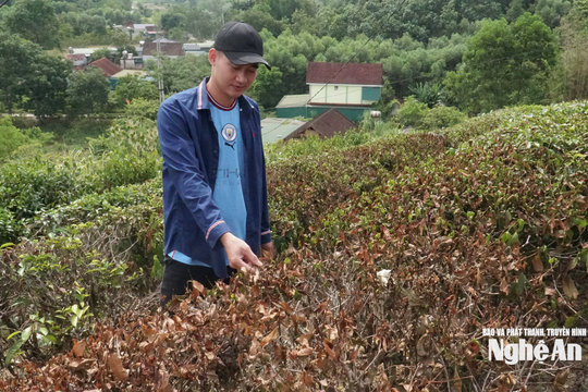 Nắng hạn kéo dài, nhiều diện tích chè nguyên liệu khô cháy