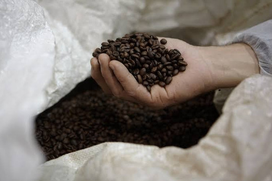 Giá cà phê hôm nay 8/7/2026 tăng sốc, Đắk Nông cũ lên 97.000 đồng/kg