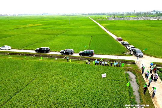 Khi hạt giống "mở đường" cho hạt gạo