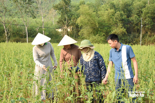 Linh hoạt kiện toàn hội nông dân sau sáp nhập thôn, xóm, bản