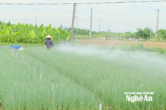 Áp lực “mạch nước ngầm” vùng trồng rau ven biển Nghệ An