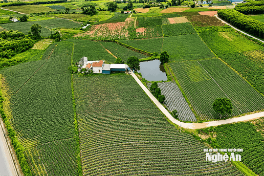 Nghệ An: Phát triển vùng chuyên canh để nâng cao giá trị nông sản
