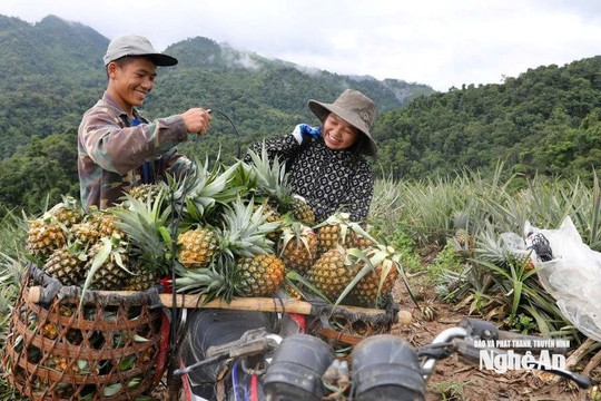 "Đòn bẩy" từ nguồn vốn tín dụng chính sách ở xã Quỳnh Lưu