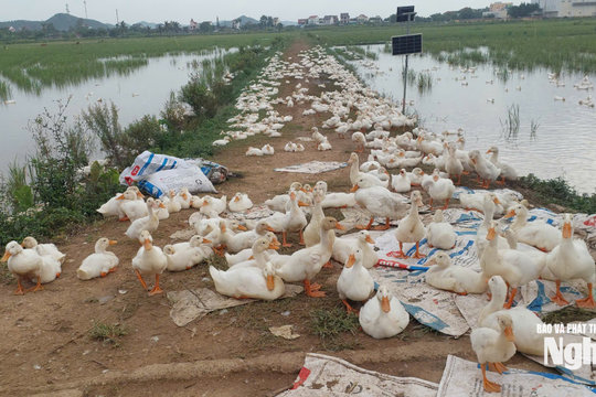 Tiếp sức cho hội viên nông dân phát triển kinh tế