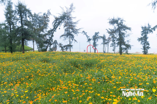 Thời tiết Nghệ An ngày 19/7: Ngày nắng nóng, gió Nam đến Tây Nam cấp 2 - 3