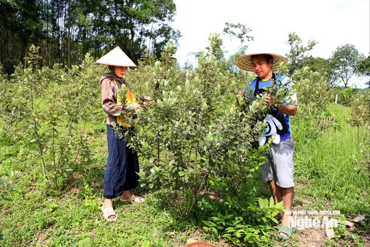 Bỏ công việc lương cao, kỹ sư 8X xứ Nghệ về quê khởi nghiệp với cây sim