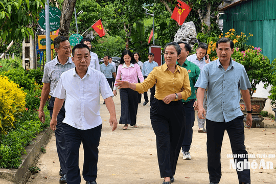 Lãnh đạo tỉnh khảo sát mô hình phát triển dược liệu dưới tán rừng tại xã Con Cuông