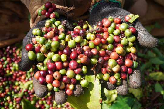 Giá cà phê hôm nay 24/7/2026: Toàn vùng dưới 95.000 đồng/kg, hai sàn thế giới cùng lao dốc