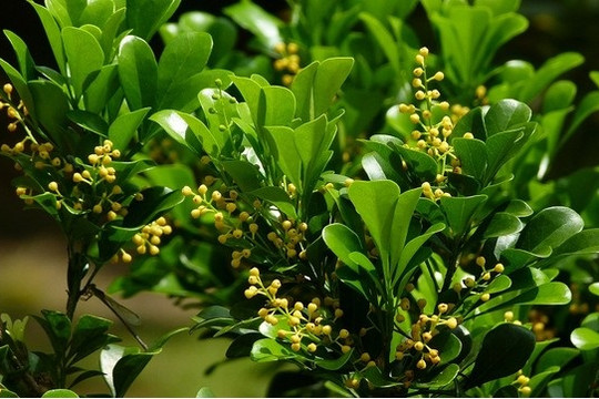 Đọc truyện đêm khuya: “Cây Ngâu của bố tôi”