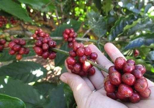 Giá cà phê hôm nay 27/7/2026: Tây Nguyên giảm gần 2.000 đồng/kg so với tuần trước