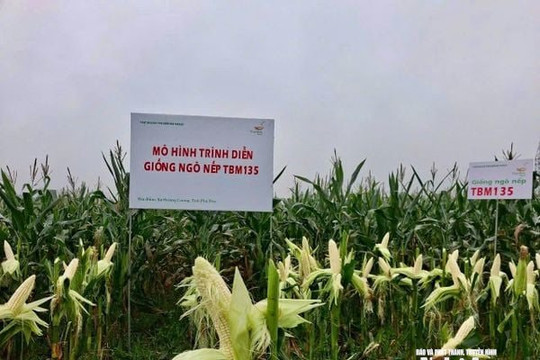 Bộ đôi ngô nếp lai TBM18, TBM135 của ThaiBinh Seed: Bước đột phá cho những mùa vụ bội thu