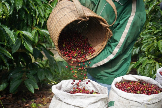 Giá cà phê hôm nay 29/7/2026: Tăng tới 2.000 đồng/kg, cao nhất 98.500 đồng