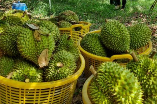 Thông điệp mạnh từ vụ án sầu riêng